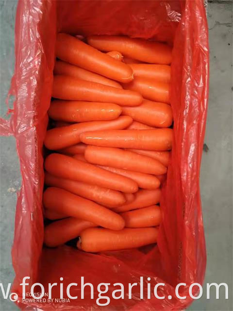 Good Quality Fresh Carrot